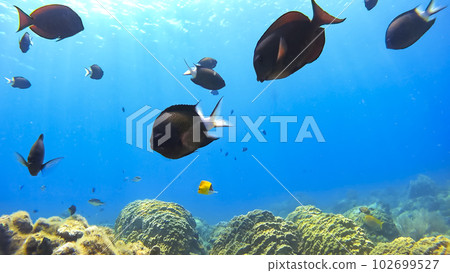 沖繩Akajima的Nishihama海灘水下攝影 102699527