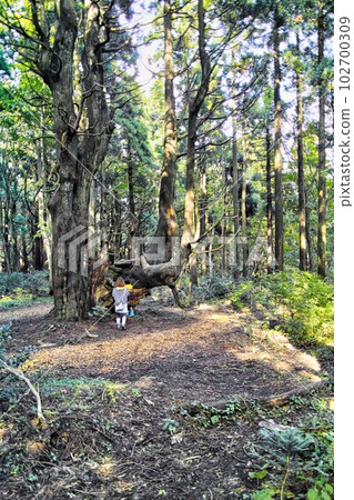 Fantasy forest 102700309