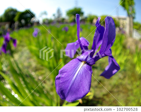 Iris flower taken with a fisheye macro lens 3 Iris flower taken with a fisheye macro lens 3 102700528