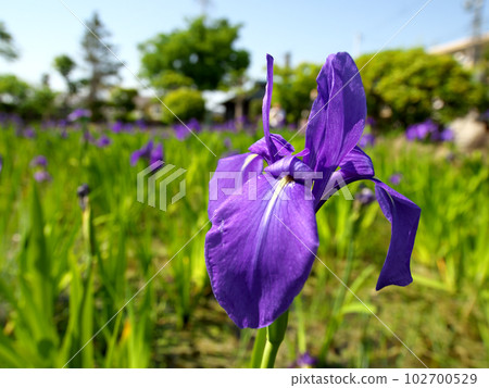 美麗盛開的鳶尾花 美麗盛開的鳶尾花 102700529