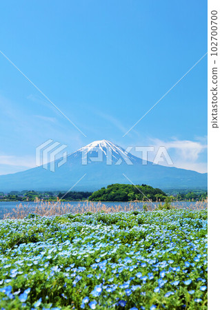 初夏的藍天和nemophila風景，以及富士山 102700700