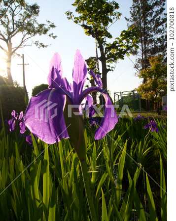 Japanese iris with sunlight shining through the flowers Japanese iris with sunlight shining through the flowers 102700818
