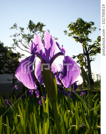Iris flowers transparent with blue sky and light Iris flowers transparent with blue sky and light 102700819
