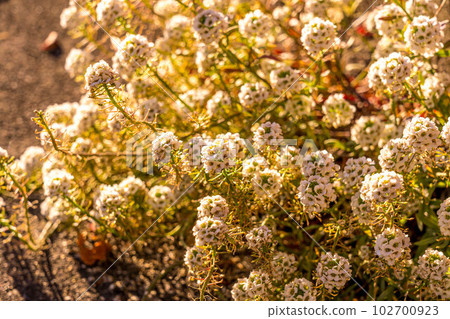 Alyssum lit by slanted sunlight Alyssum lit by slanted sunlight 102700923