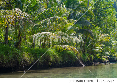 Cruising on the beautiful and calm river with trees at Kali Cokel, Pacitan, Indonesia. 102700947
