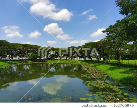 Nymphaea or water lilly on the lake against the trees in Surabaya, Indonesia. 102700979