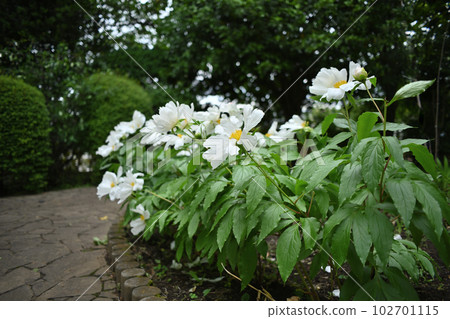 牡丹花盛開 牡丹花盛開 102701115