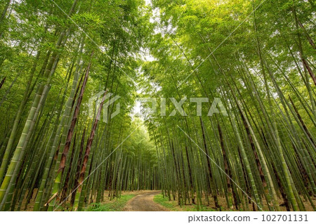 Fresh green bamboo grove 102701131
