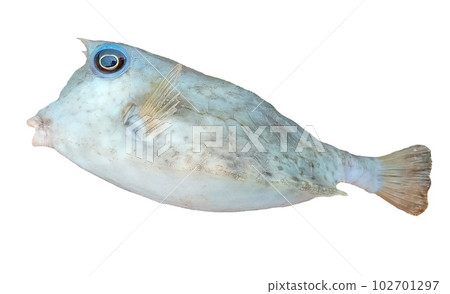 White background material photo of aukfish (boxfish) White background material photo of aukfish (boxfish) 102701297