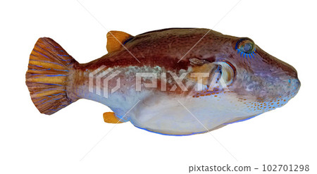White background material photo of northern makura, a highly poisonous blowfish White background material photo of northern makura, a highly poisonous blowfish 102701298