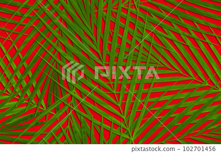Seamless and connected red background pattern designed with realistic palm leaves Seamless and connected red background pattern designed with realistic palm leaves 102701456