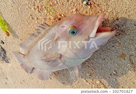 剛抓到的亞洲羊頭瀨魚斜角 剛抓到的亞洲羊頭瀨魚斜角 102701827