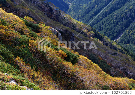 Slope of yellow birch leaves seen from the main ridgeline of the Central Alps Slope of yellow birch leaves seen from the main ridgeline of the Central Alps 102701893