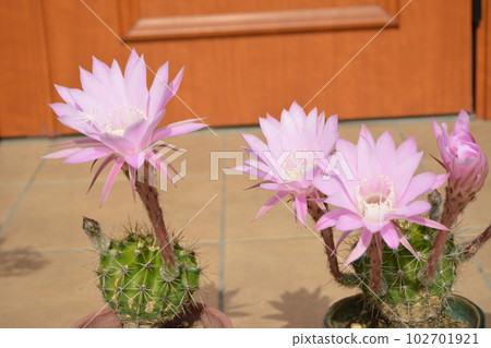 開花在兩個罐的美麗的仙人掌花 102701921