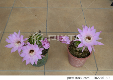 開花在兩個罐的美麗的仙人掌花 102701922