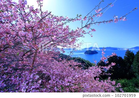 春天大芝島河津櫻與心島合演 102701959