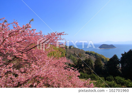 春天大芝島河津櫻與心島合演 102701960