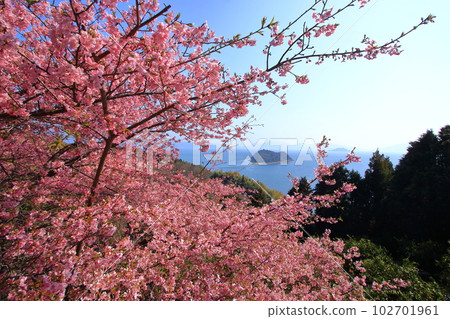 春天大芝島河津櫻與心島合演 102701961