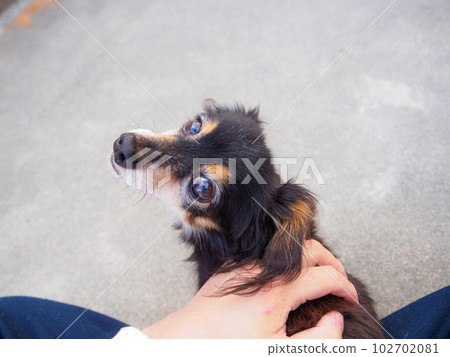 擁抱和撫摸 chiwax 102702081