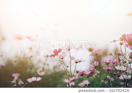 Cosmos bathed in the sun 102702429