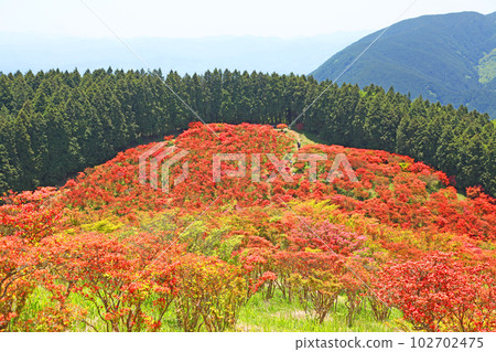 Yamato Katsuragi Mountain Natural Azalea Garden 102702475