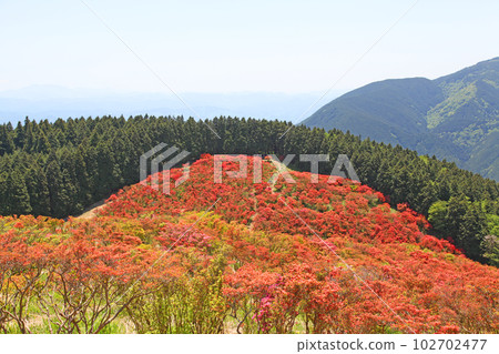 大和葛城山天然杜鵑園 102702477