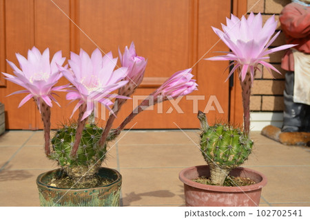 The life of the flower is short, but the cactus flower bloomed beautifully The life of the flower is short, but the cactus flower bloomed beautifully 102702541