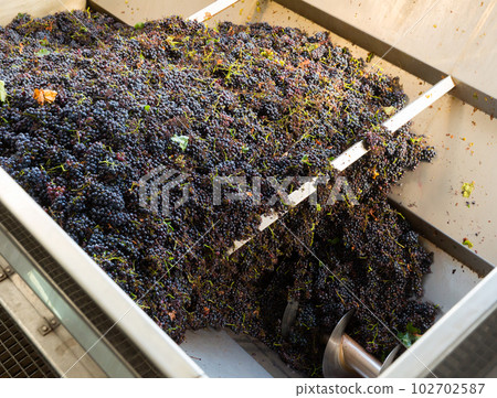 Blue grapes in press machine in winery 102702587