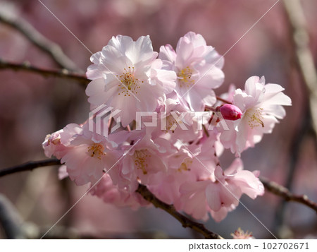 Macro photo of beautiful weeping cherry blossoms Macro photo of beautiful weeping cherry blossoms 102702671
