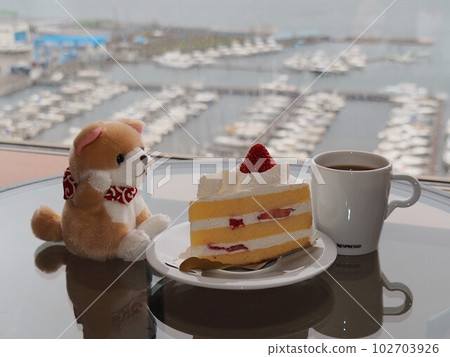 Akita dog eating cake Akita dog eating cake 102703926