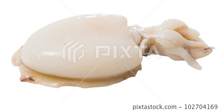Image of raw sepia isolated on clear white background 102704169