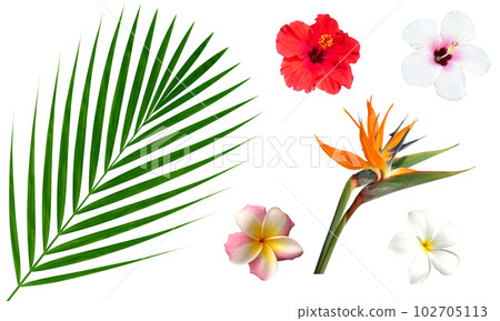 棕櫚葉、芙蓉、雞蛋花、熱帶花卉葉子麒麟材料，無陰影設置 102705113