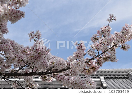 Cherry blossoms in full bloom on the roof of the ancient capital Kuri ① 102705459