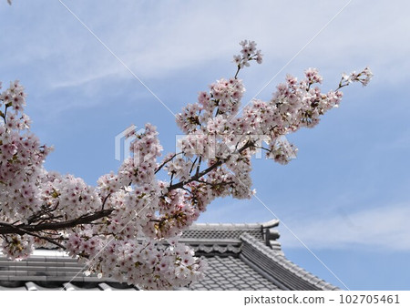 Cherry blossoms in full bloom on the roof of the ancient capital Kuri ② Cherry blossoms in full bloom on the roof of the ancient capital Kuri ② 102705461