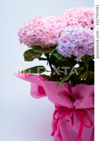 hydrangea   102705491