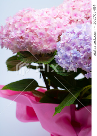 hydrangea   102705494