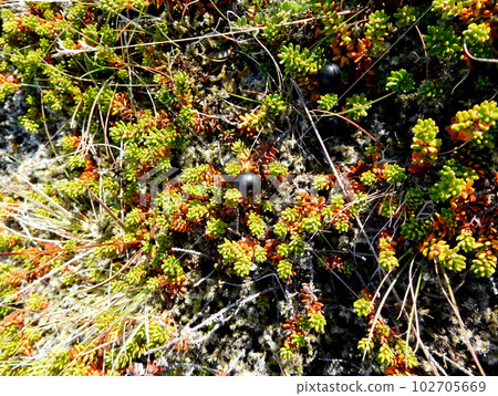 Iceland Reykjanes Peninsula Crowberry Iceland Reykjanes Peninsula Crowberry 102705669
