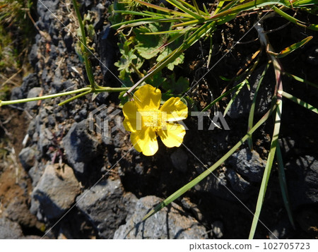 Iceland, Reykjanes Peninsula, Buttercup 102705723