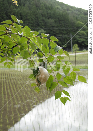 Forest Green Green Tree Frog working hard to make offspring on a branch overhanging a paddy field 102705769