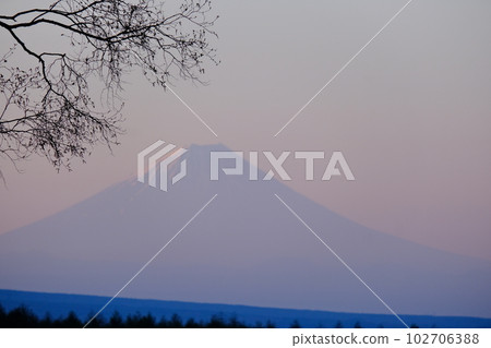 富士山在日出時漂浮在天空；前景是左上角的油松樹枝 102706388