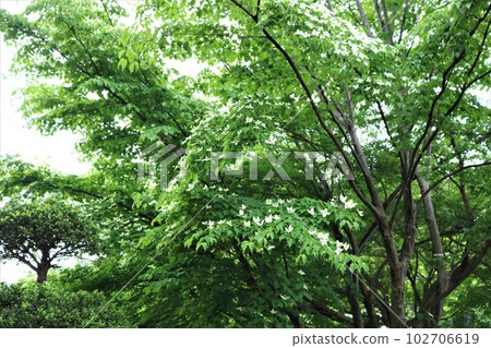 Park in light rain, fresh greenery and quietly blooming dogwood flowers Park in light rain, fresh greenery and quietly blooming dogwood flowers 102706619