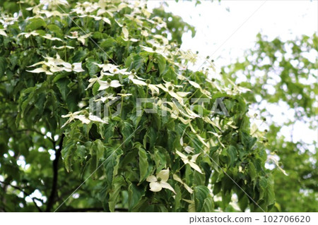 Park in light rain, fresh greenery and quietly blooming dogwood flowers Park in light rain, fresh greenery and quietly blooming dogwood flowers 102706620
