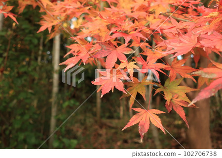 Autumn view of the maple that has begun to turn red Autumn view of the maple that has begun to turn red 102706738