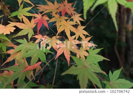 已經開始變紅的楓樹的秋天景色 已經開始變紅的楓樹的秋天景色 102706742