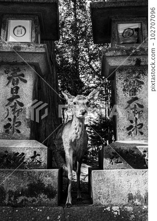 單色奈良鹿 單色奈良鹿 102707096