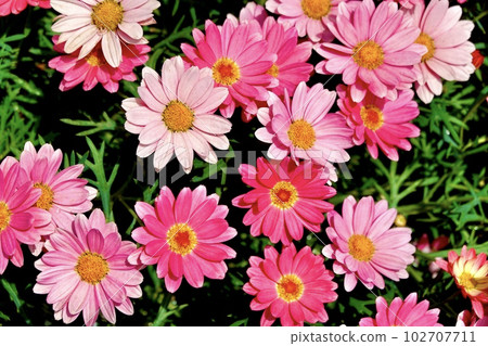 許多粉紅色的非洲菊盛開的風景 許多粉紅色的非洲菊盛開的風景 102707711