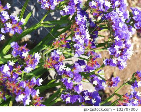 Statis flowers 102707800