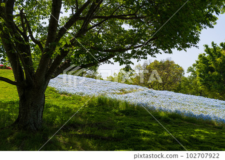 Shaded Nemophila(贊岐萬能國立公園)香川縣萬能町 Shaded Nemophila(贊岐萬能國立公園)香川縣萬能町 102707922