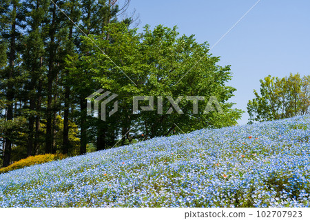 Nemophila (National Sanuki Manno Park) Manno Town, Kagawa Prefecture Nemophila (National Sanuki Manno Park) Manno Town, Kagawa Prefecture 102707923