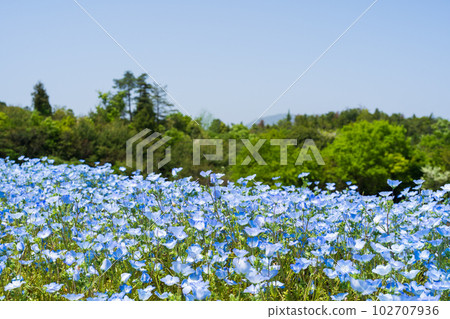 Nemophila(國立贊岐萬能公園)香川縣萬能町 Nemophila(國立贊岐萬能公園)香川縣萬能町 102707936